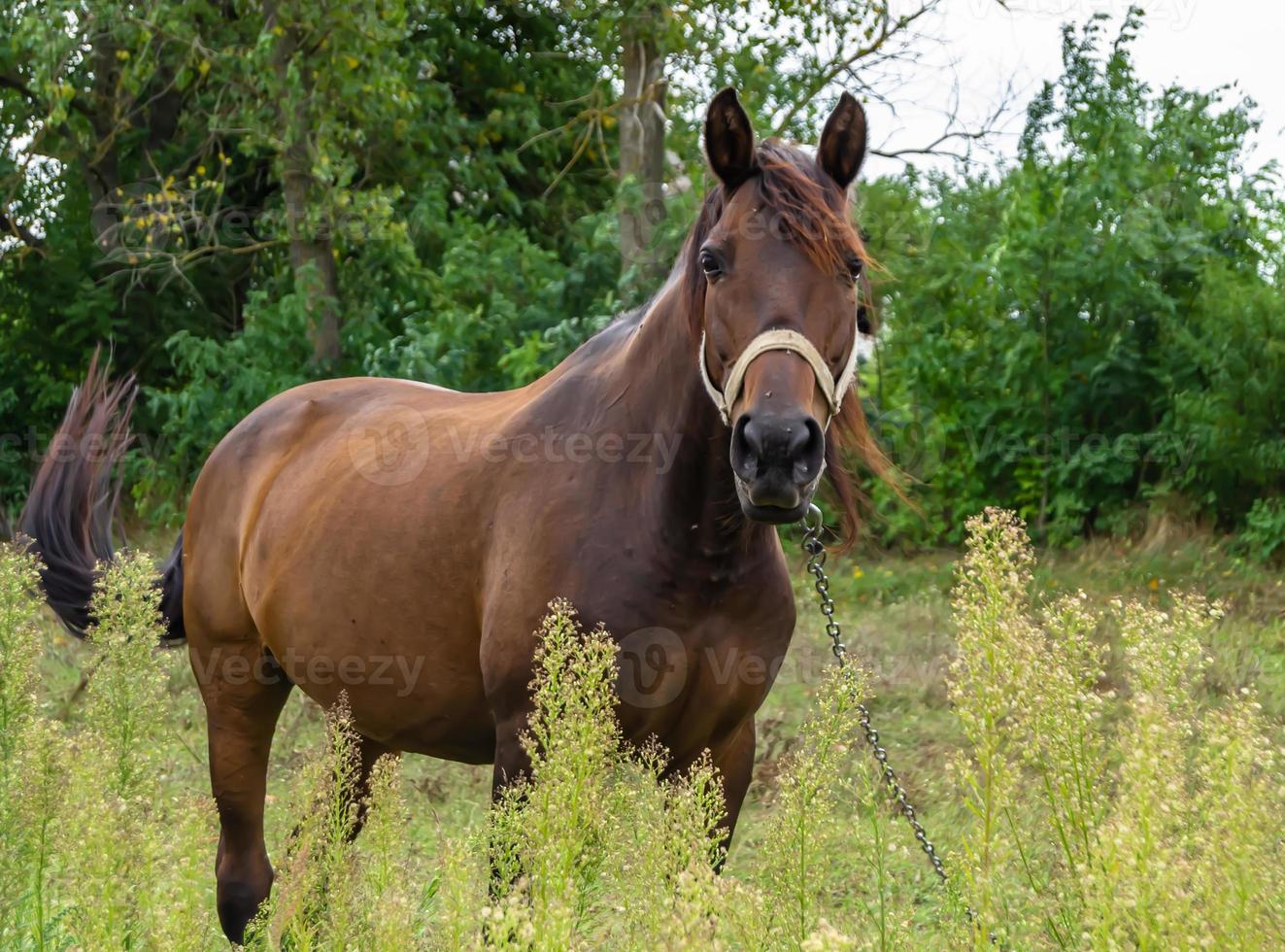 lindo garanhão de cavalo selvagem marrom no prado de flores de verão foto