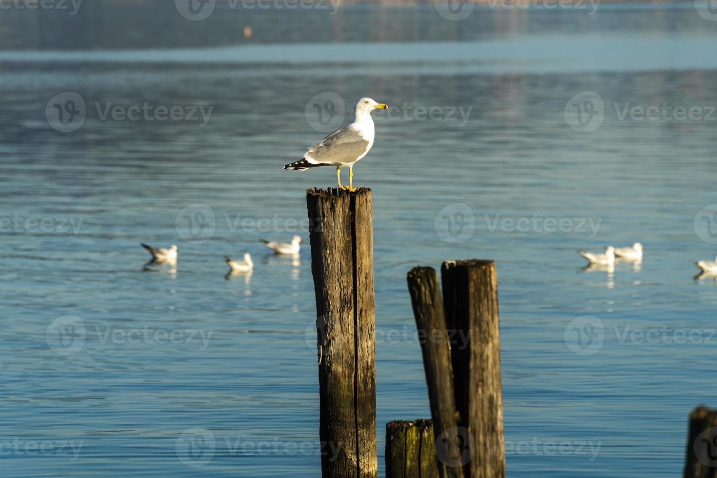 uma gaivota em pé em um poste no meio de um lago foto