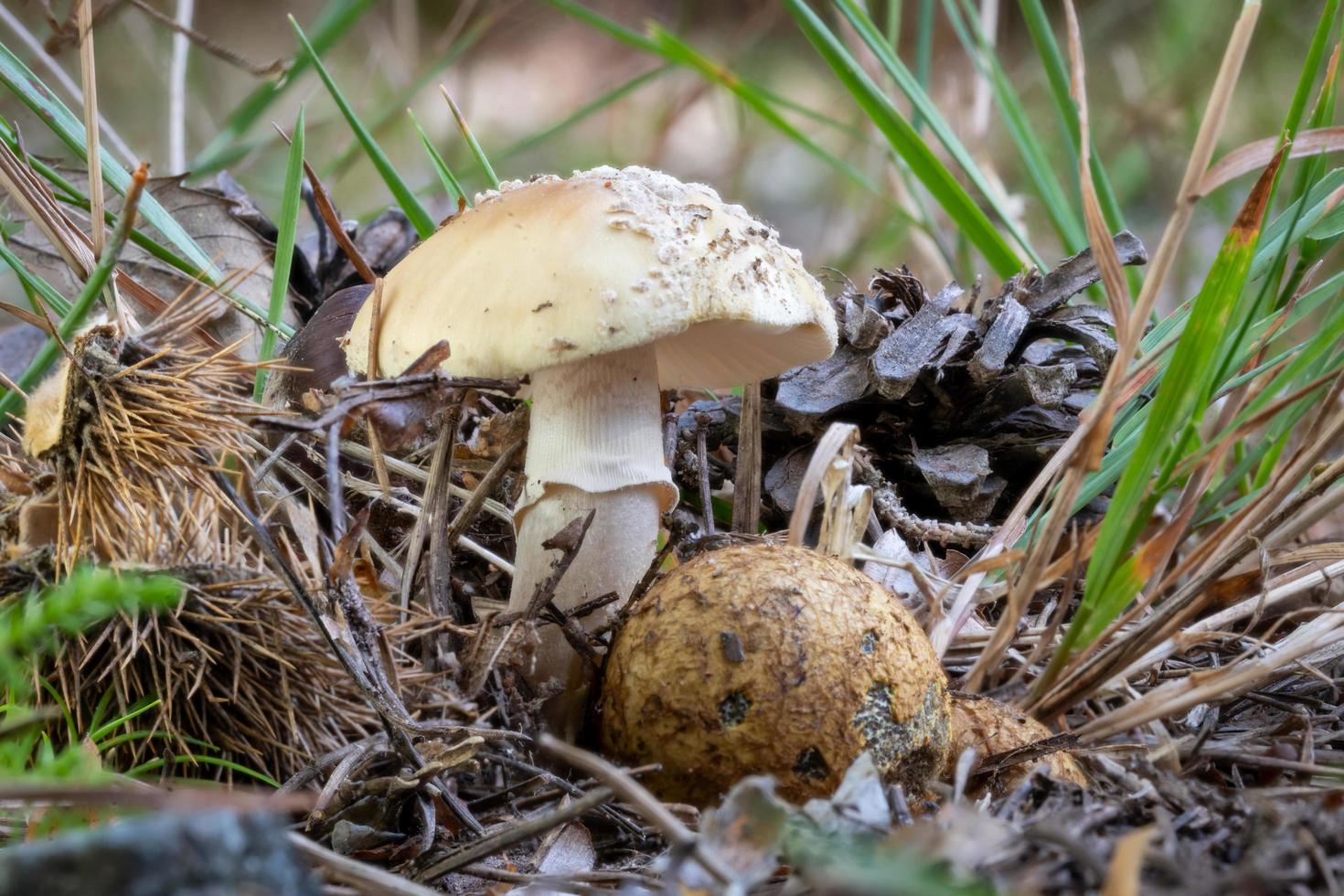 close-up de uma tampa de pantera, amanita pantherina, cogumelo foto