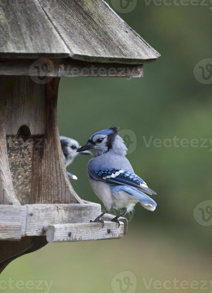 gaio azul no alimentador foto