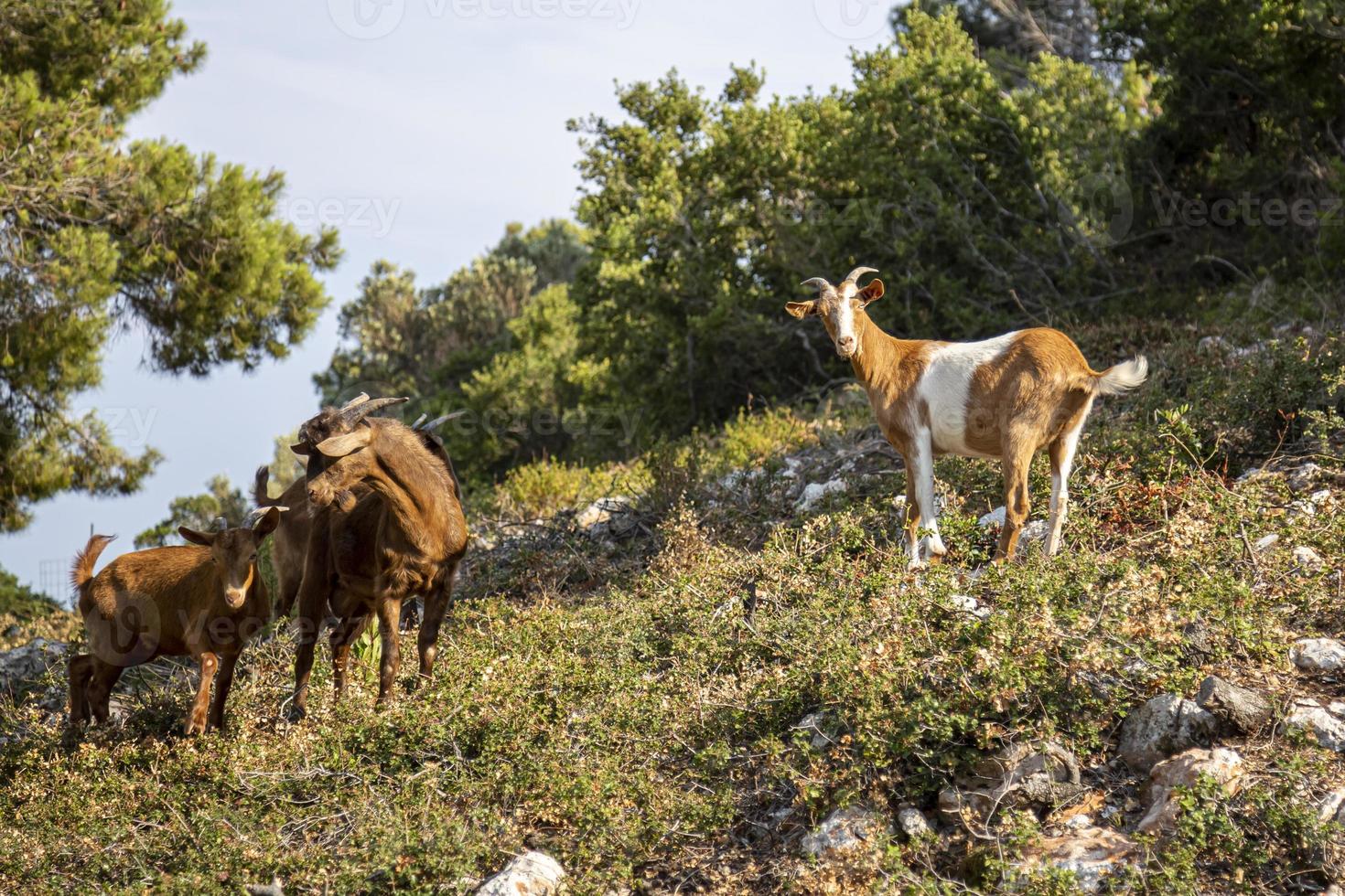 pequeno rebanho de cabras em pé em uma colina, olhando para a câmera. foto