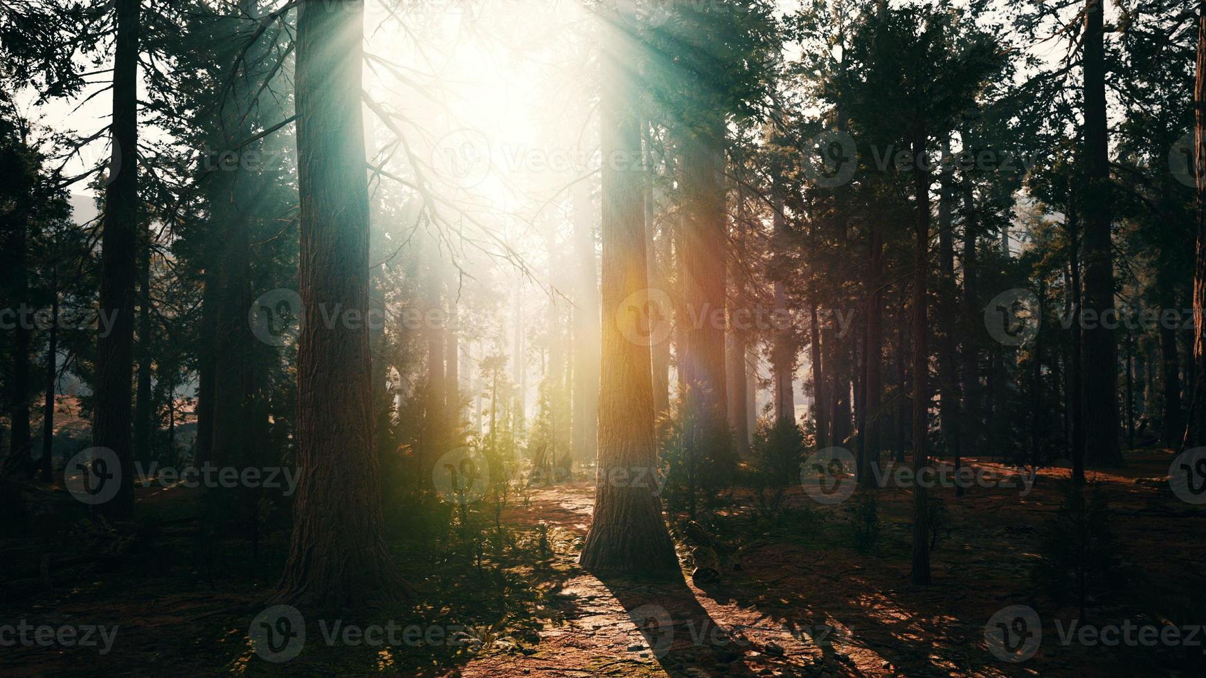 sequoias gigantes no bosque da floresta gigante no parque nacional das sequoias foto