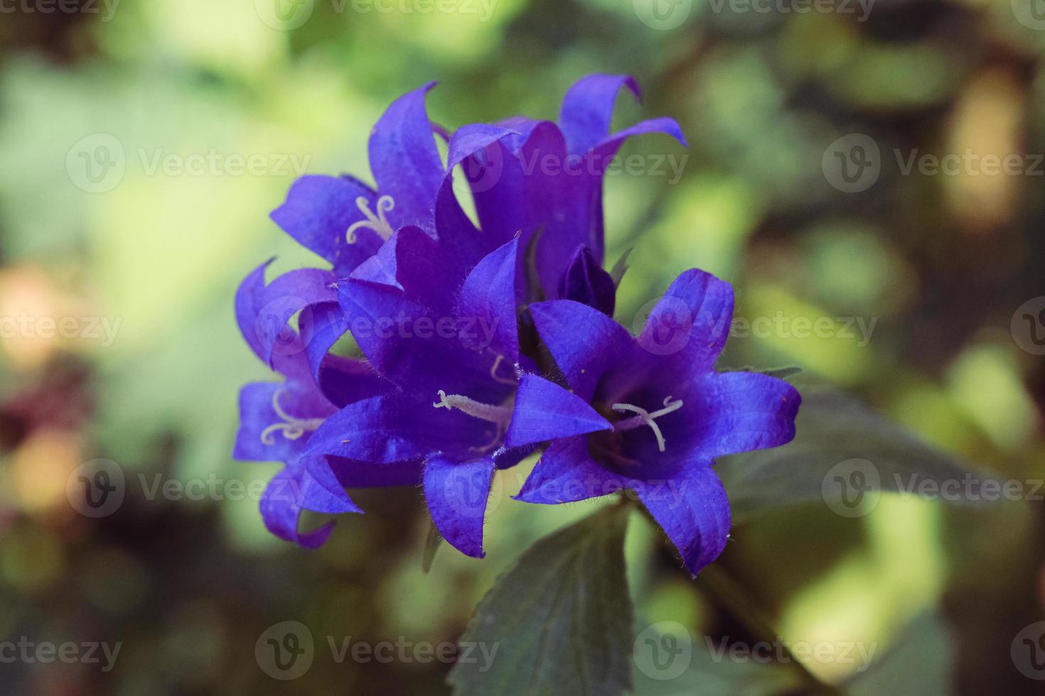 closeup de botões de flores desabrochando azul-violeta no jardim primavera ao ar livre foto