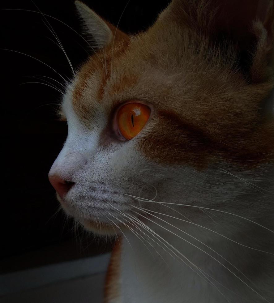 feche a foto de um gato bravo listrado redorange, com olhos laranja brilhantes assustadores. conceito escuro.