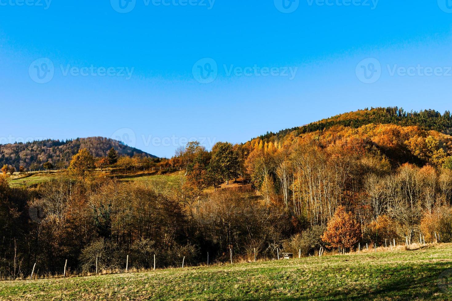 cores de outono da natureza na alsácia, folhas coloridas e fgorests foto