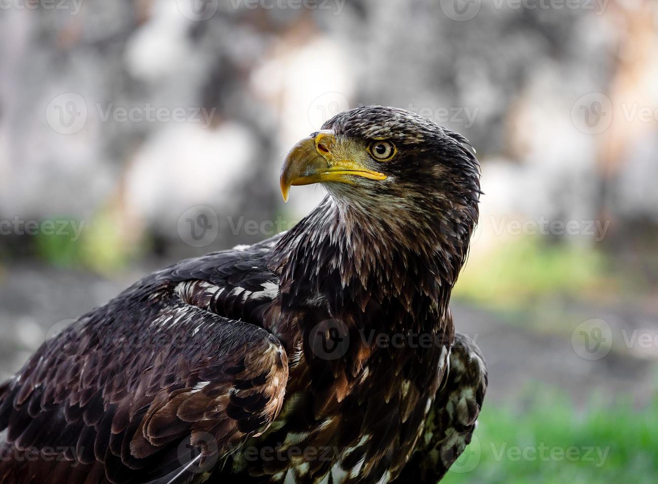 grande águia tiro close-up da flora e fauna de vosges foto