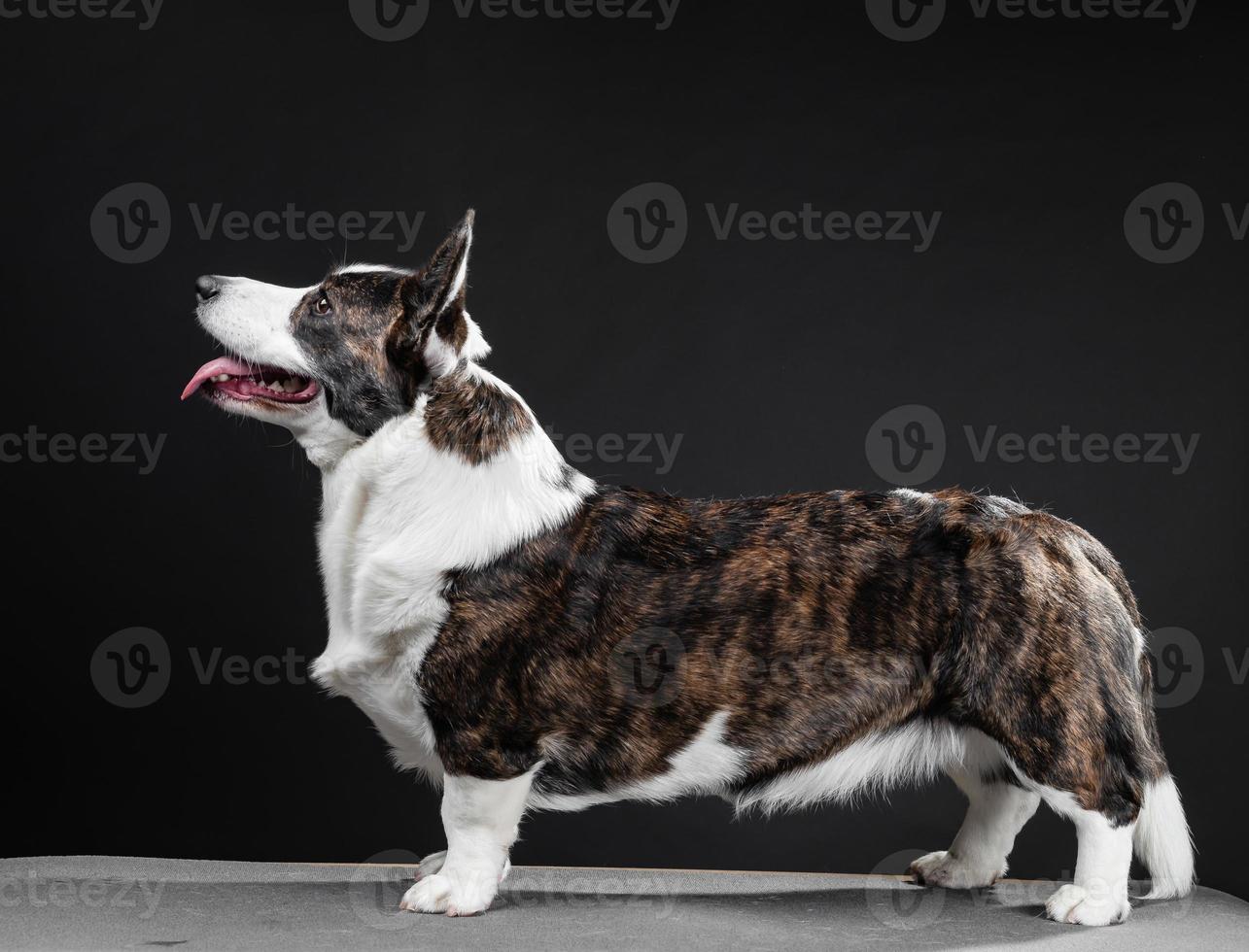 lindo cachorro corgi em pé, vista lateral, fundo escuro foto