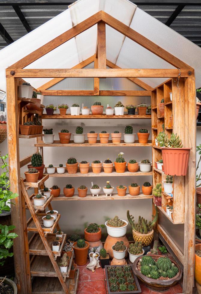 estufa plantando pequenos cactos em casa. cactos em pequenos vasos, colocados no chão, expostos no viveiro. foto