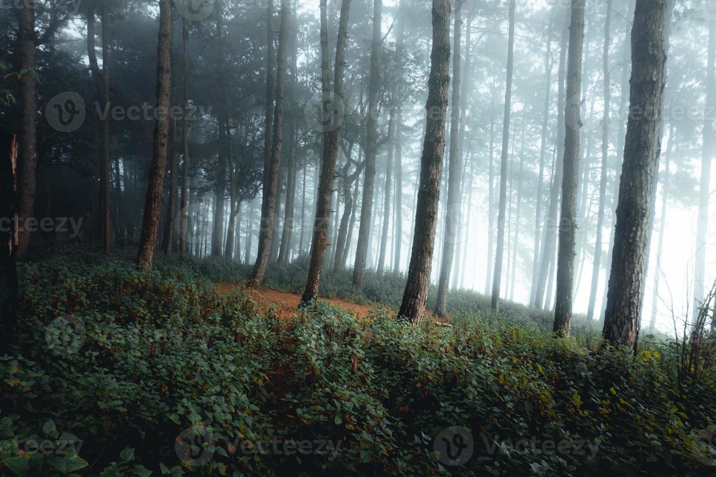 floresta enevoada e pinheiros foto