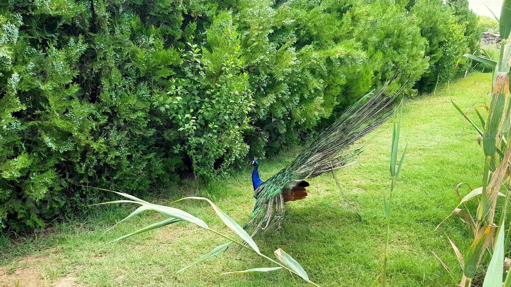 pavões elegantes andando no gramado em um parque na bulgária. foto