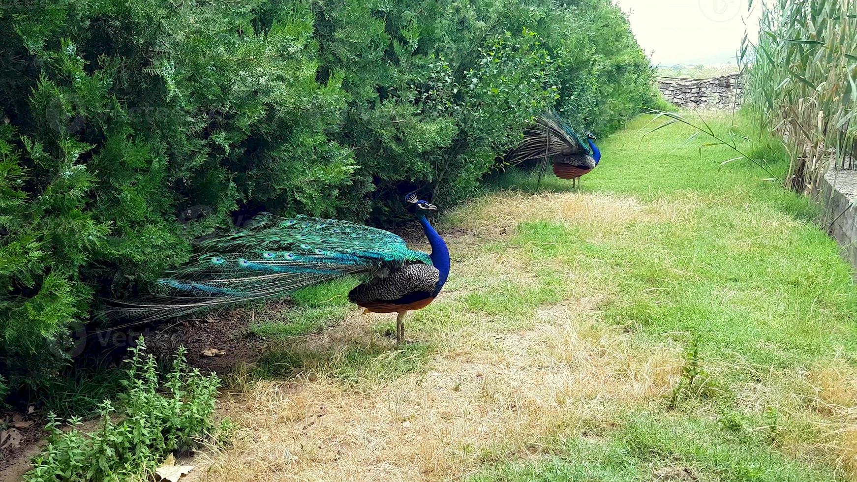 pavões elegantes andando no gramado em um parque na bulgária. foto