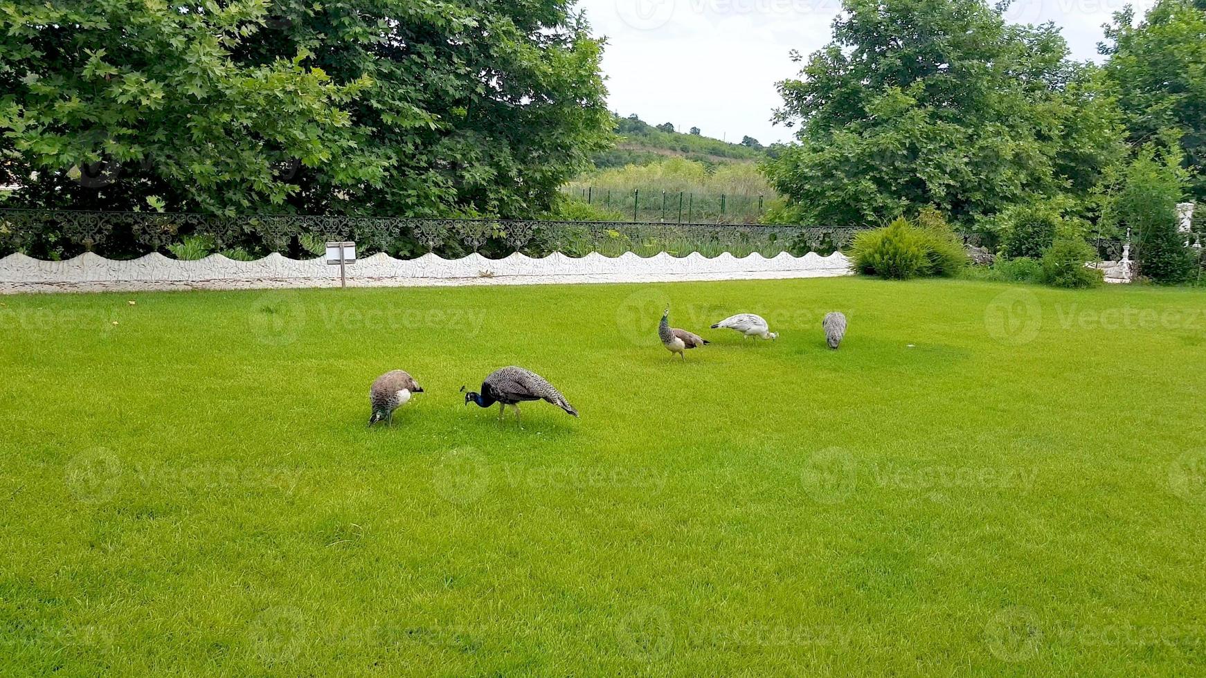 pavões elegantes andando no gramado em um parque na bulgária. foto