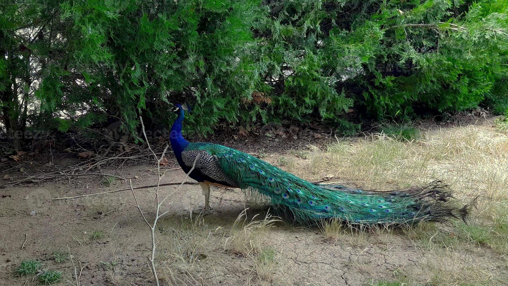 pavões elegantes andando no gramado em um parque na bulgária. foto