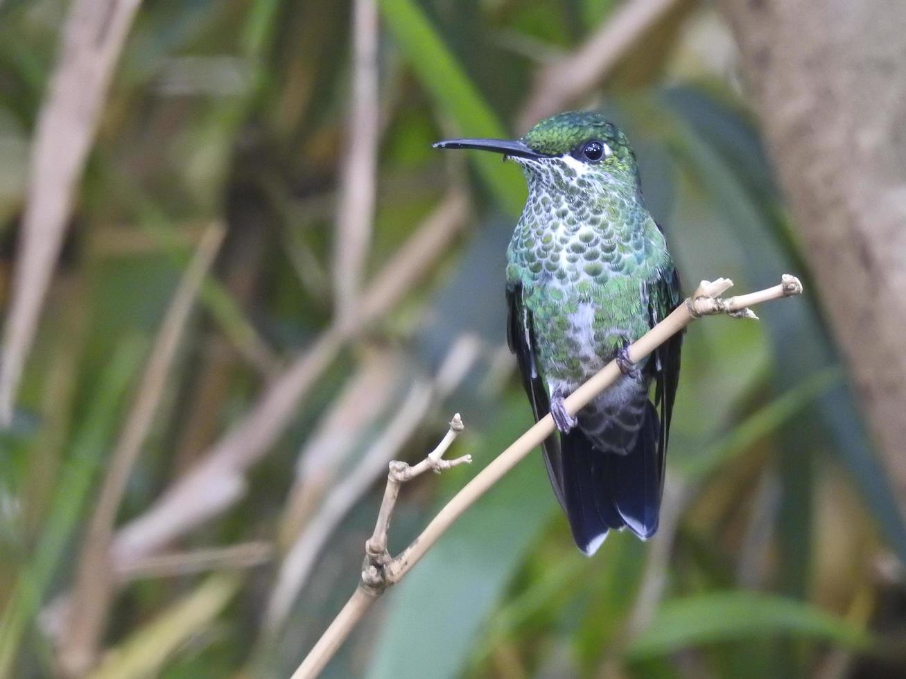 colibri brilhante croened verde foto