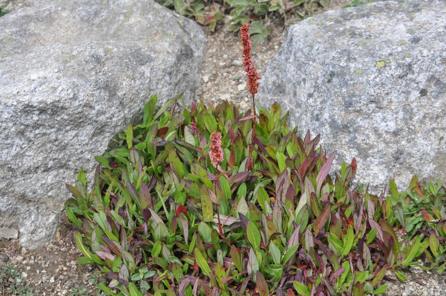 flor afim de donald lowndes polygonum foto