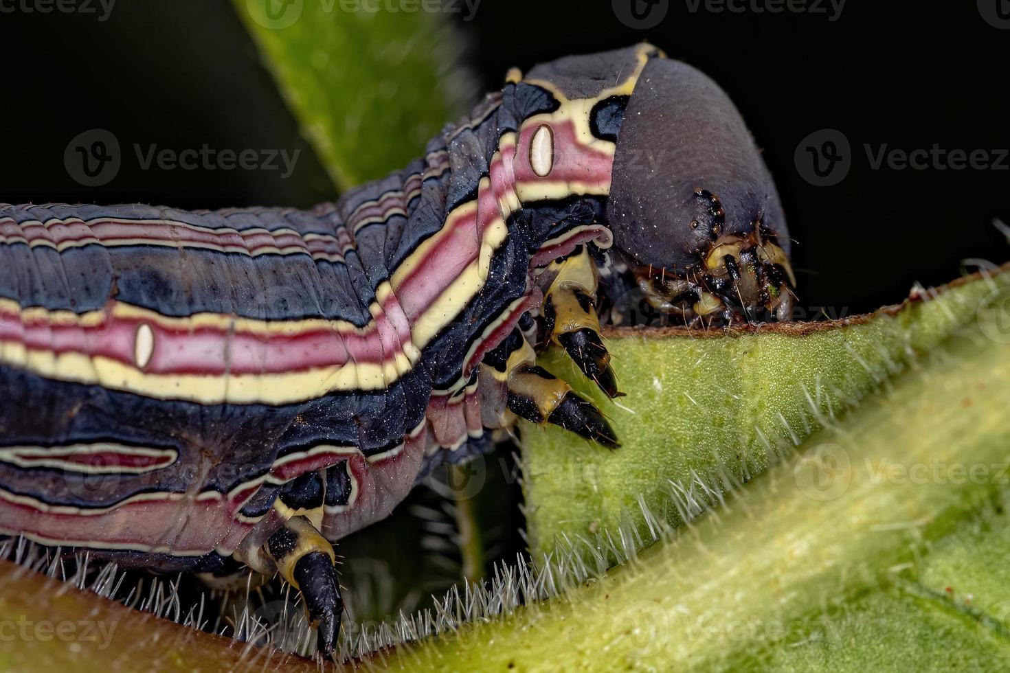 lagarta da mariposa esfinge macroglossina foto