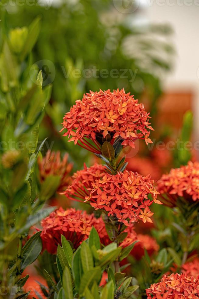 flor de planta ixora chinesa 5485773 Foto de stock no Vecteezy