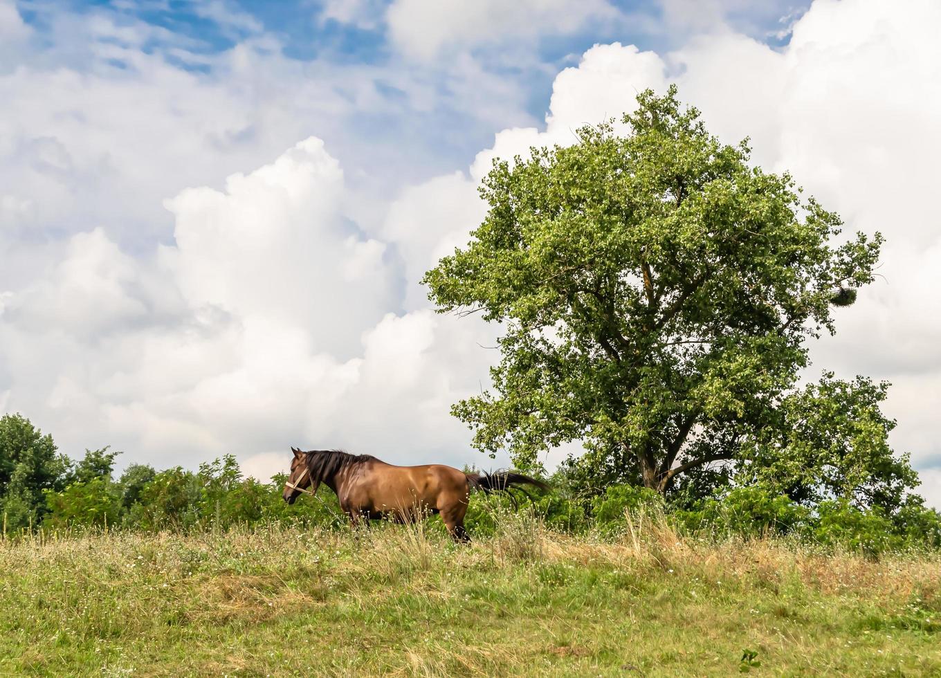 lindo garanhão de cavalo selvagem marrom no prado de flores de verão foto