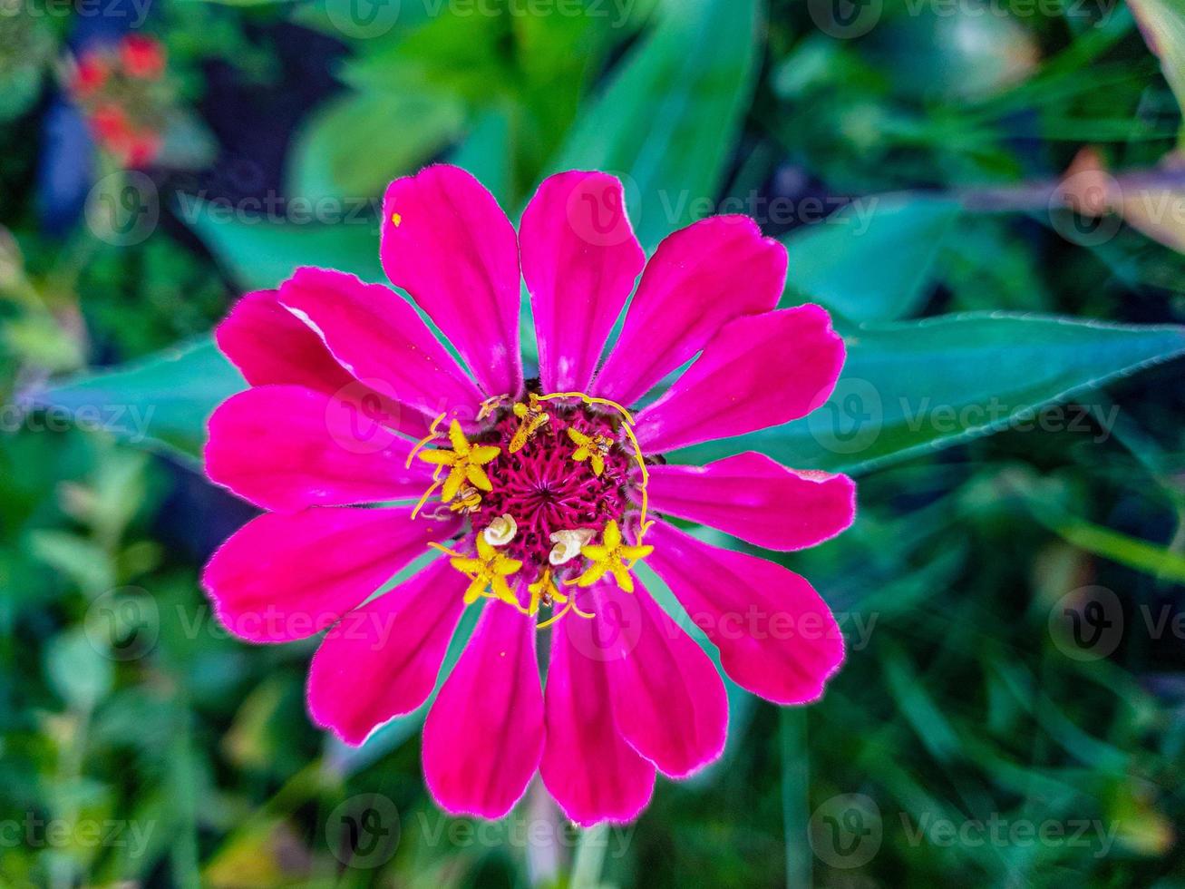 flor de margarida rosa fechar no jardim foto