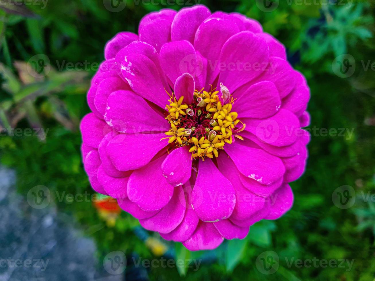 flor fofa rosa fechar no jardim foto