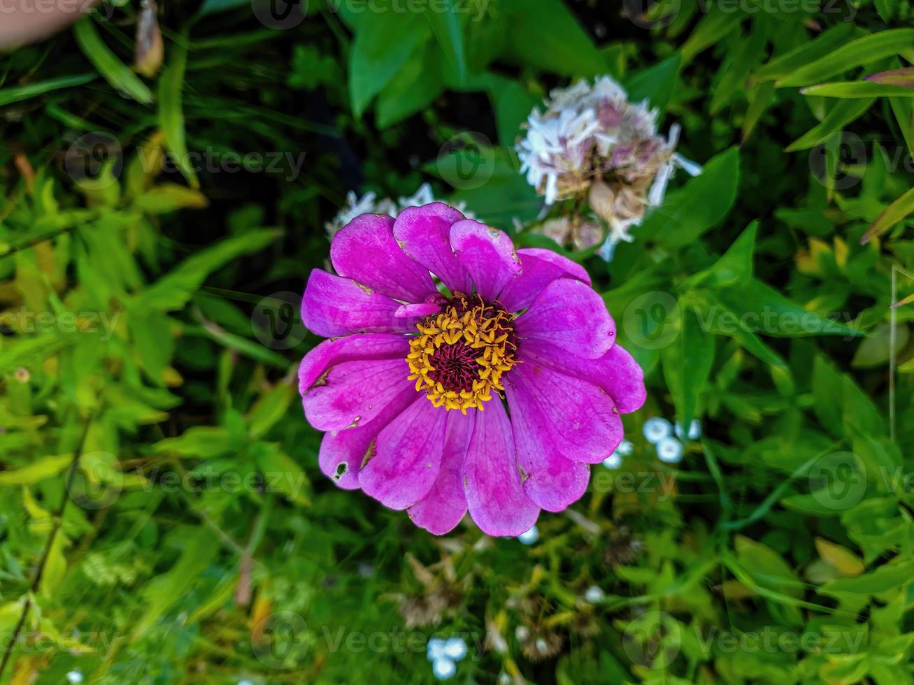 flor rosa e roxa foto