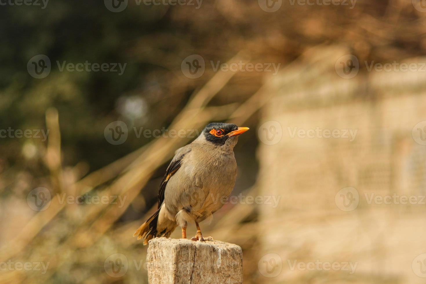 close-up de myna comum contra um fundo desfocado. retrato de sentado myna comum. um myna comum ou myna indiano. com foco seletivo no assunto. foto