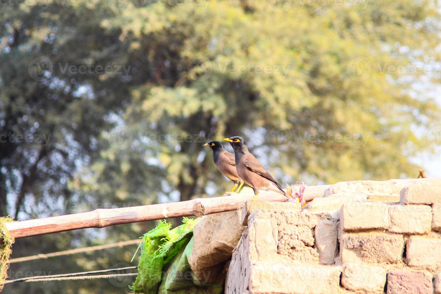 close-up de myna comum contra um fundo desfocado. retrato de sentado myna comum. um myna comum ou myna indiano. com foco seletivo no assunto. foto