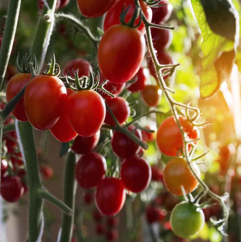 tomates no jardim, horta com plantas de tomates vermelhos. tomates maduros em uma videira, crescendo em um jardim. tomates vermelhos crescendo em um galho. foto