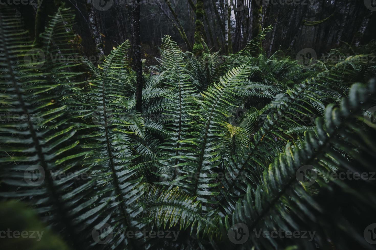 samambaia na floresta tropical. uma planta comumente encontrada nas florestas tropicais e vital para os ecossistemas das florestas tropicais é a samambaia. é uma planta sem flores que tem folhas emplumadas ou frondosas e se reproduz por esporos foto