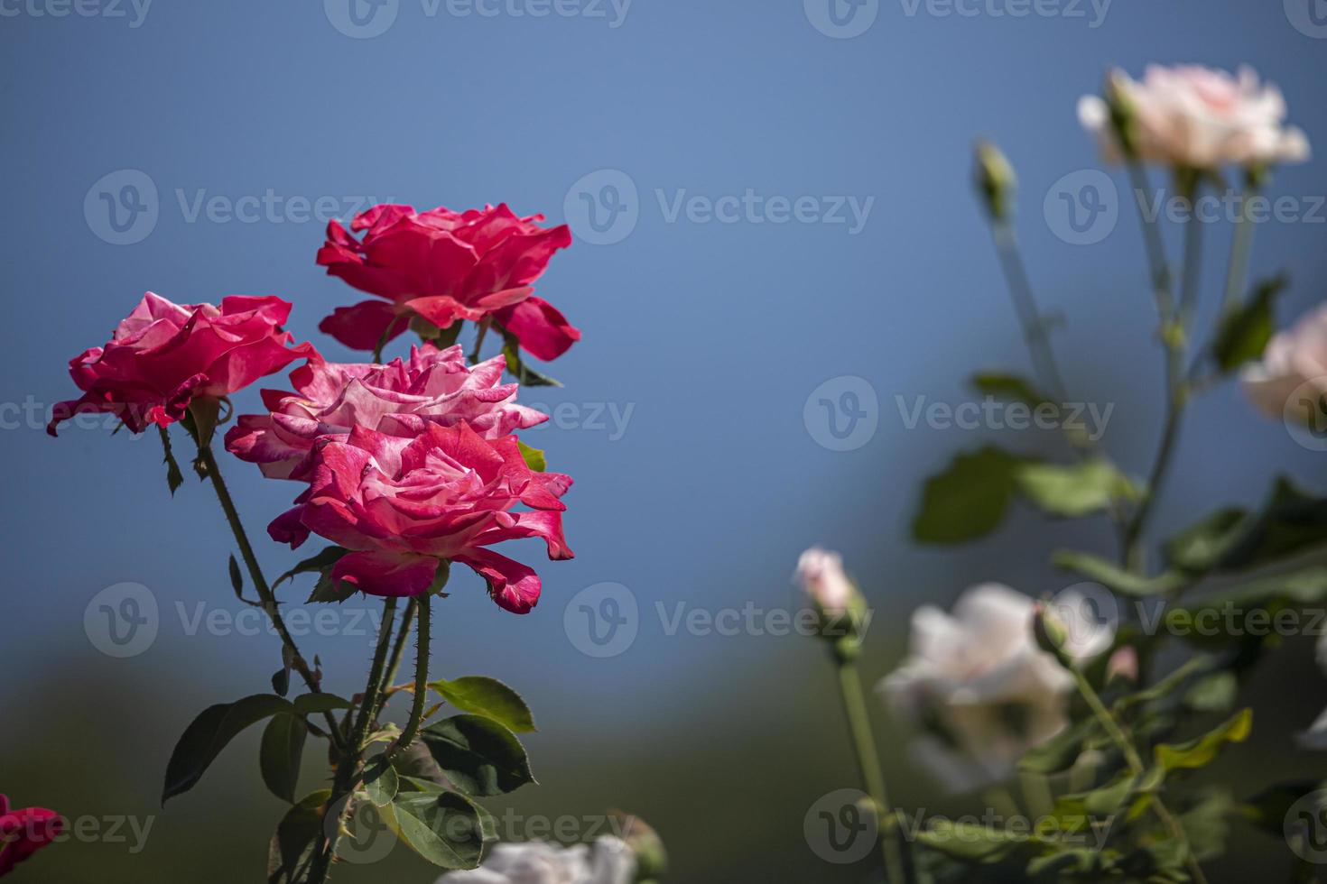 vívida flor rosa vermelha close-up sobre fundo verde natural na bulgária.  5503892 Foto de stock no Vecteezy