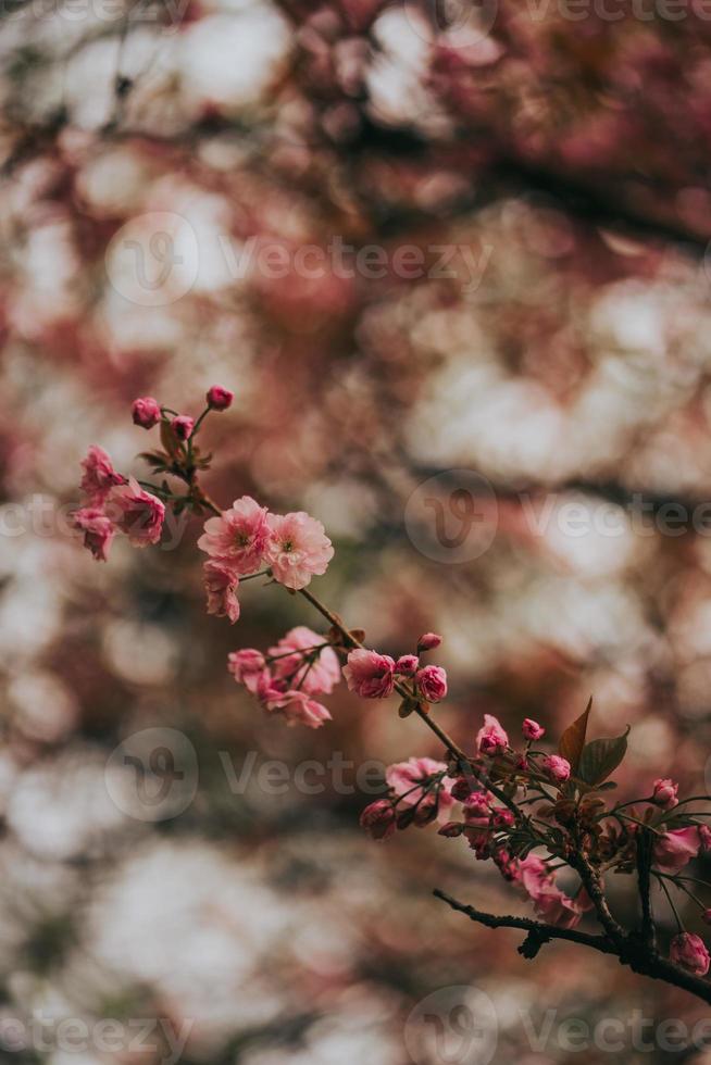 sakura japão flor primavera foto