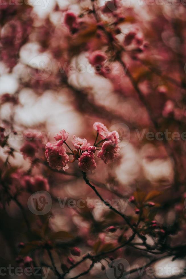 sakura japão flor primavera foto