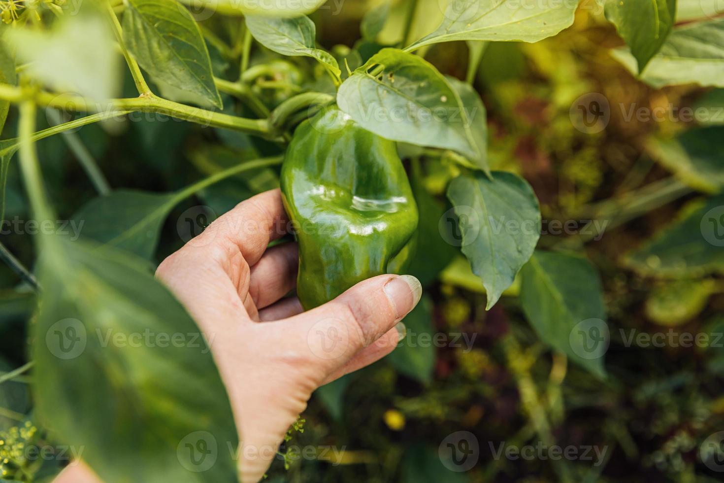 conceito de jardinagem e agricultura. mão trabalhadora agrícola colheita verde fresco maduro orgânico pimentão no jardim. produção de alimentos caseiros vegetarianos veganos. mulher colhendo pimenta páprica. foto