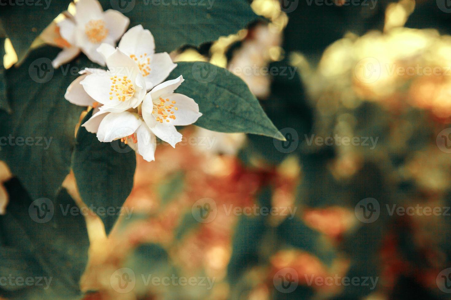 lindas flores de jasmim branco na primavera. fundo com arbusto de jasmim florido. jardim ou parque de florescência de primavera floral natural inspirador. design de arte de flores. conceito de aromaterapia. foto