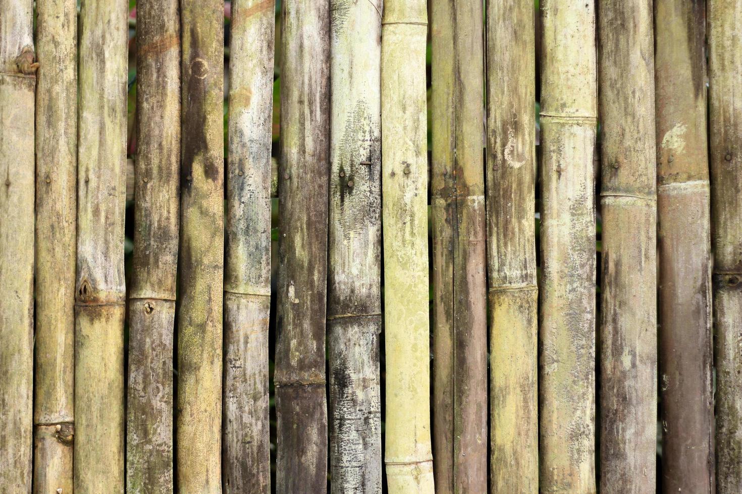 cerca de bambu natural foto