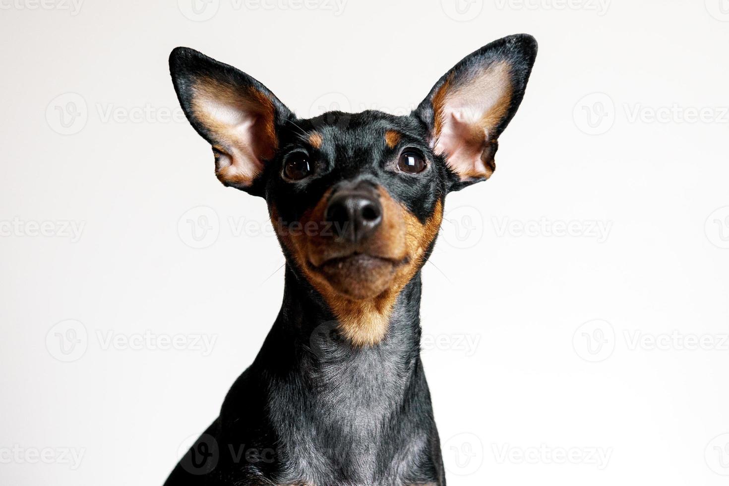 retrato de close-up de cachorro pinscher miniatura com doença de sintoma - displasia folicular ou padrão de alopecia foto