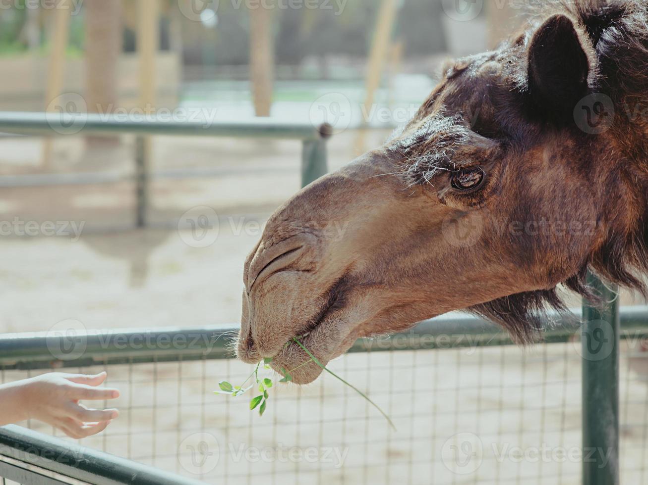 retrato de alimentação de camelo por criança no zoológico foto