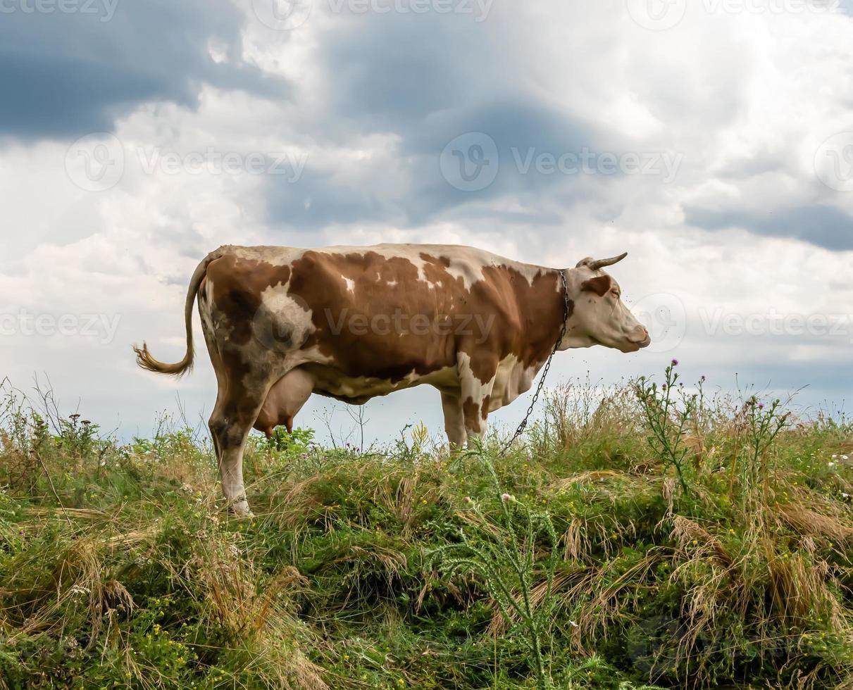 fotografia sobre o tema bela vaca leiteira grande foto