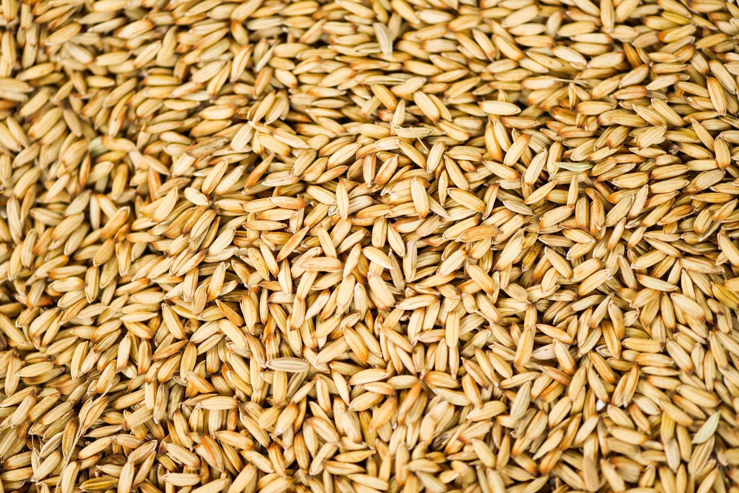 fundo de textura de arroz em casca, sementes secas de arroz orgânico em casca produtos agrícolas da Tailândia asiática para alimentos. foto