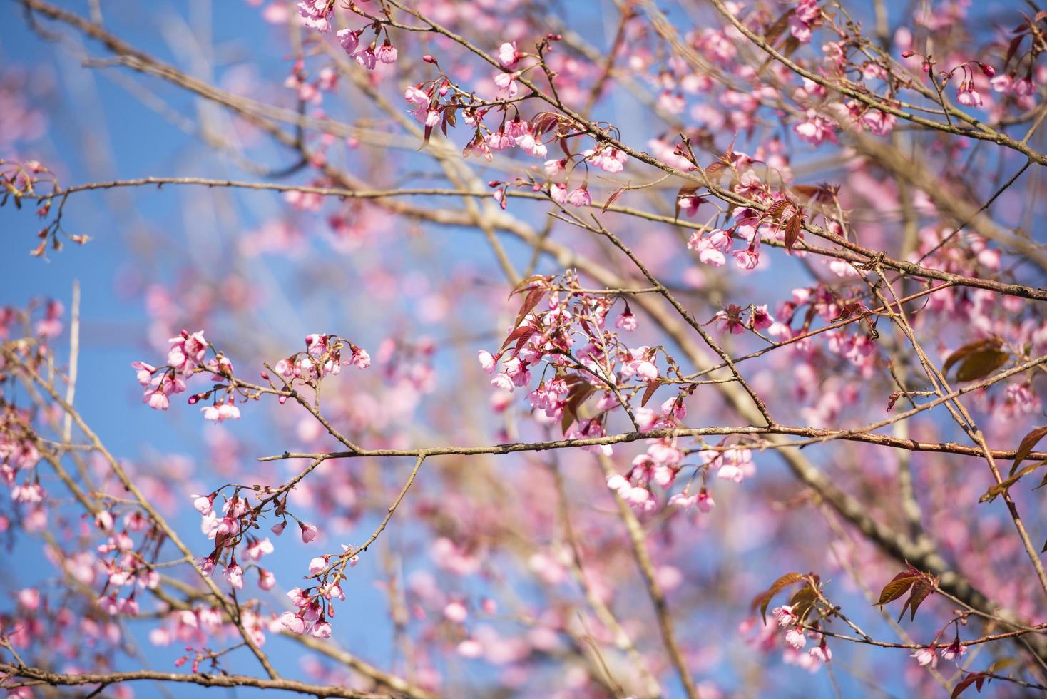 flor de cerejeira selvagem do Himalaia, linda flor de sakura rosa na paisagem de inverno. foto