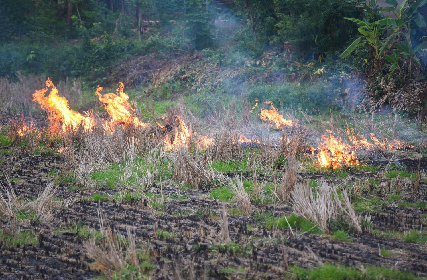 queimar uma fazenda agricultura o agricultor usa fogo queima restolho no campo fumaça causando neblina com poluição atmosférica poluição causa do conceito de aquecimento global floresta e fogo de campo queima de grama seca foto