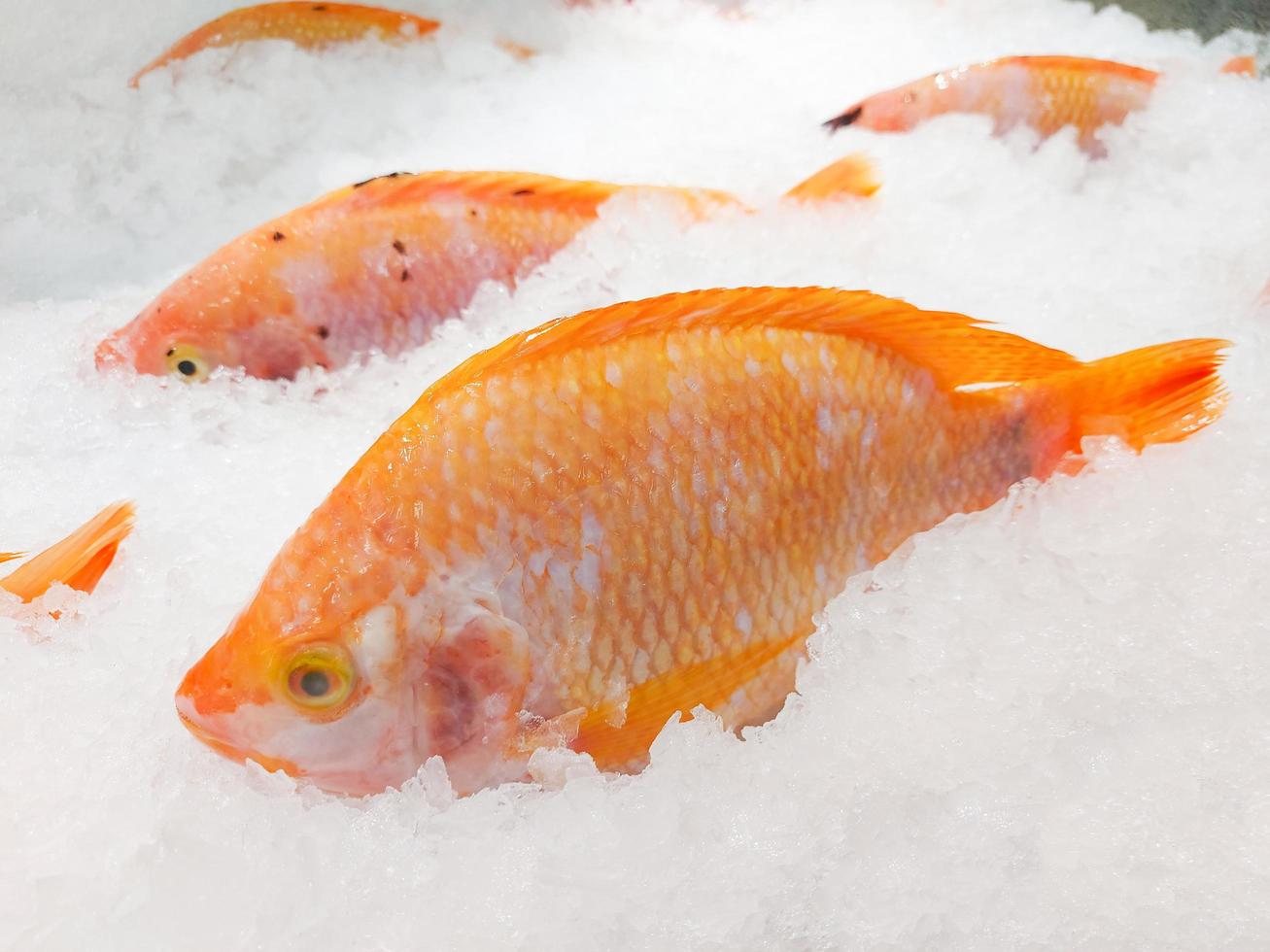 peixe fresco no gelo no mercado, tilápia vermelha de peixe cru foto