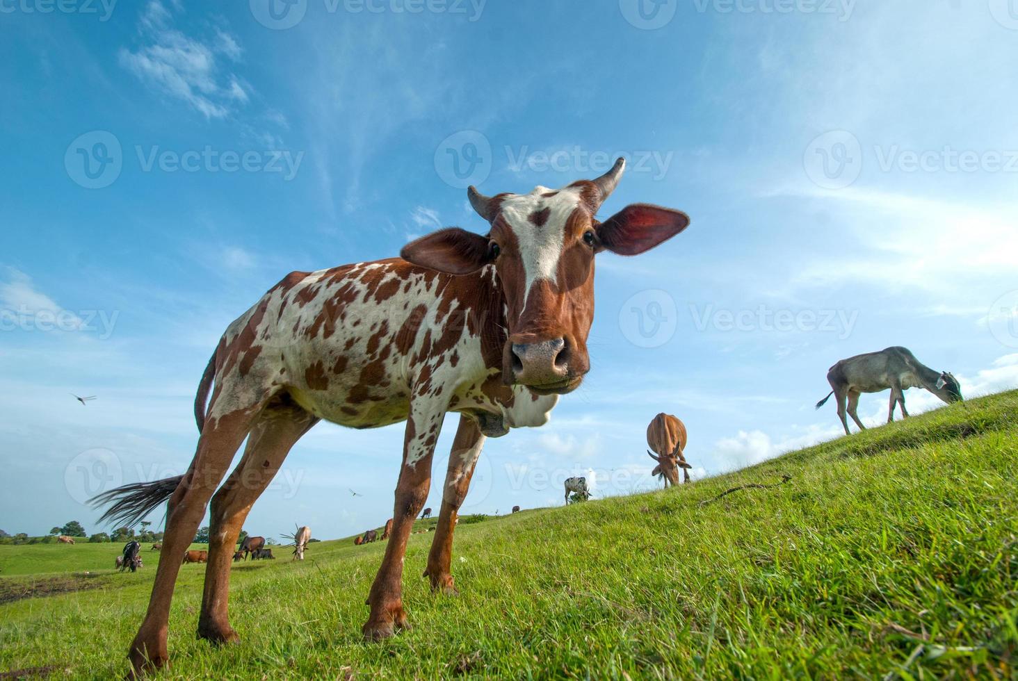 vacas pastando em campo de grama exuberante foto