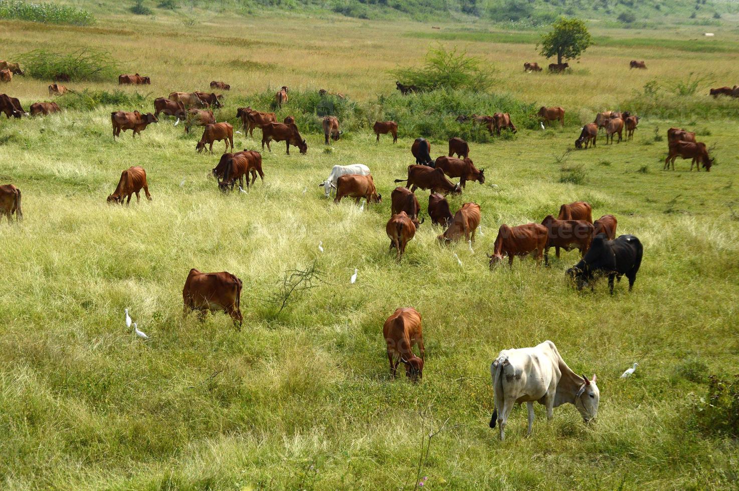 vacas e touros pastam em um campo de grama exuberante foto