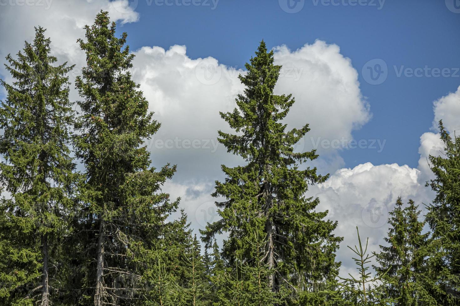 céu azul brilhante e espessa camada de nuvens brancas e fofas flutuando acima da montanha verde na bulgária. foto