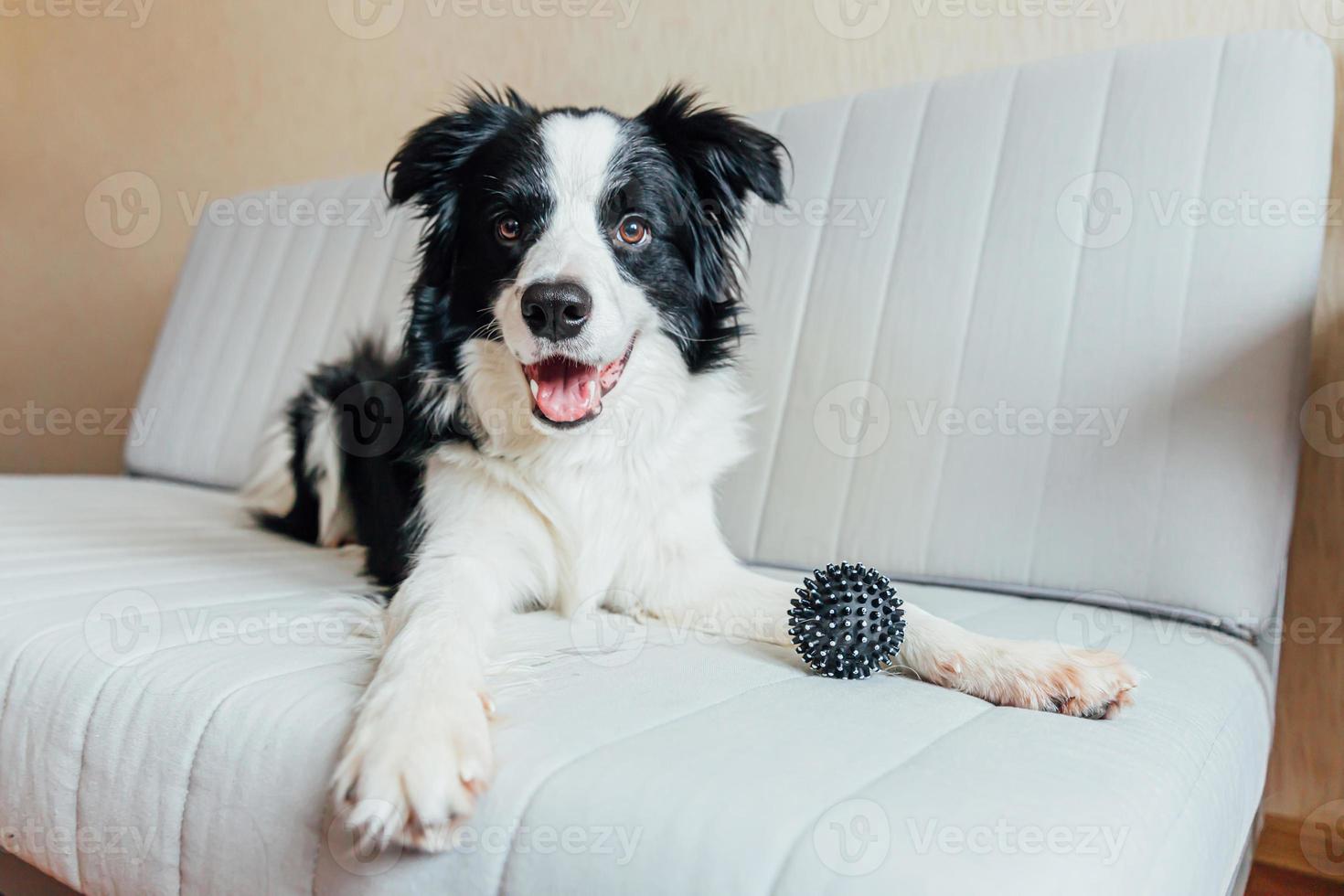 retrato engraçado de bonitinho sorridente cachorrinho border collie brincando com bola de brinquedo no sofá dentro de casa. novo membro adorável da família cachorrinho em casa olhando e esperando. conceito de cuidados e animais de estimação. foto