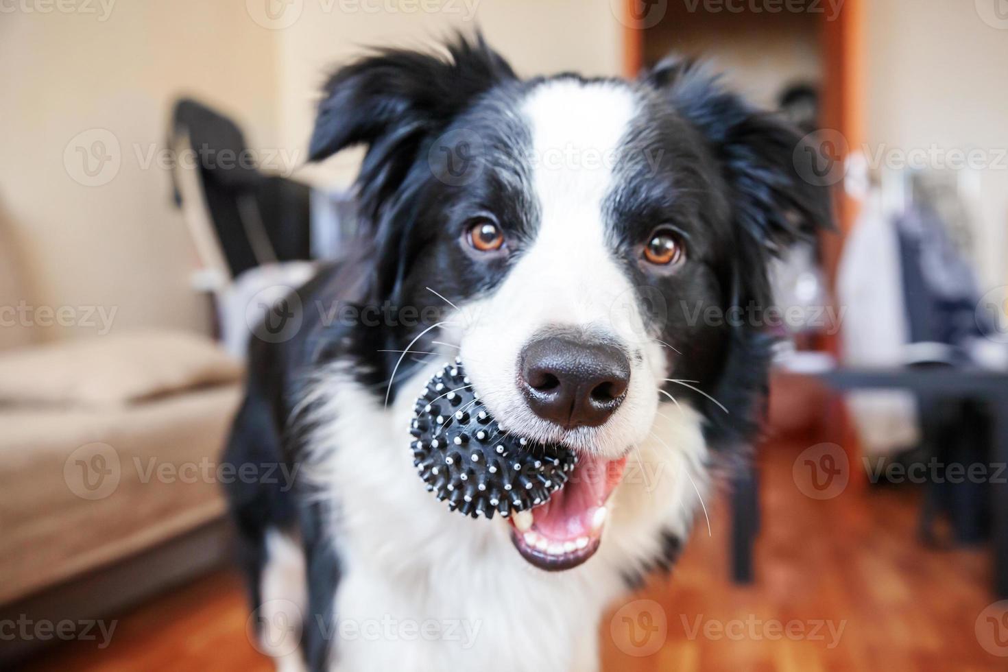 retrato engraçado de bonitinho smilling cachorrinho border collie segurando a bola de brinquedo na boca. novo membro adorável da família cachorrinho em casa brincando com o dono. conceito de cuidados e animais de estimação. foto