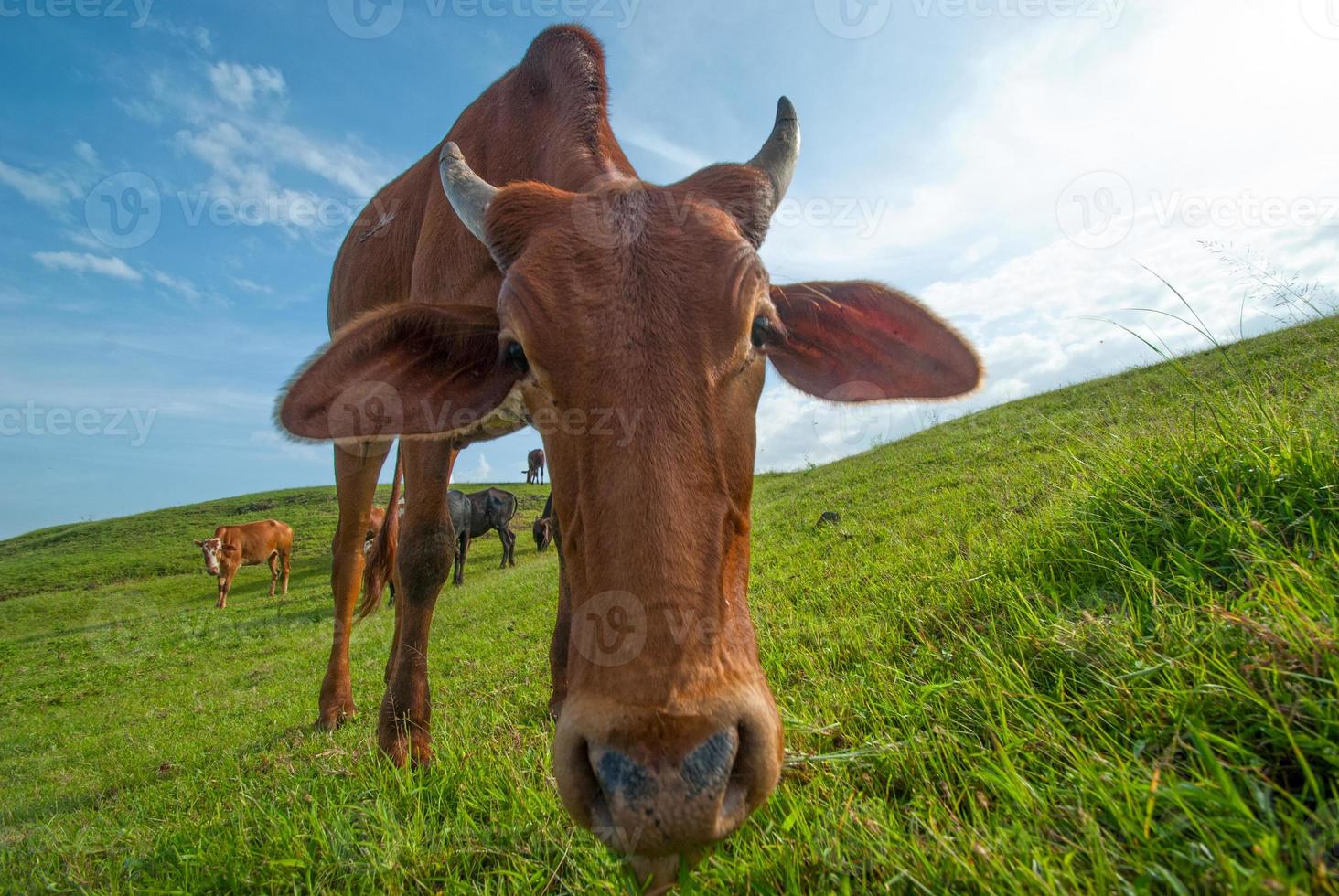 vacas pastando em campo de grama exuberante foto