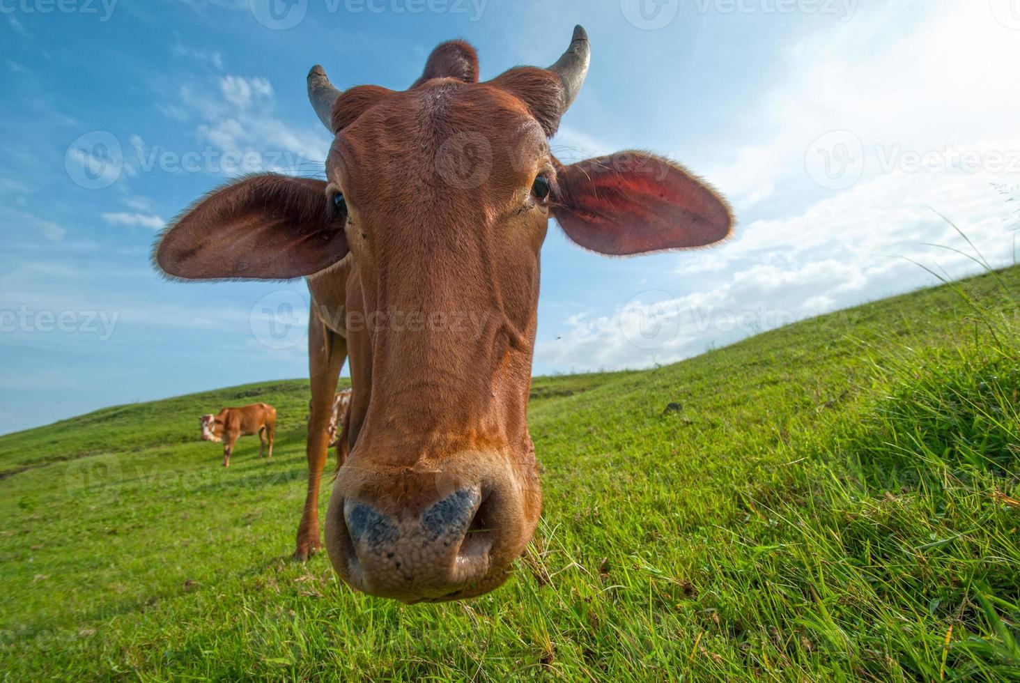 vacas pastando em campo de grama exuberante foto