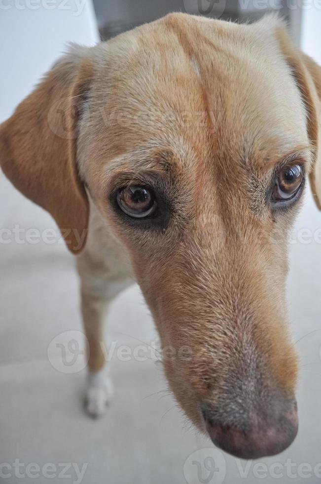 cão labrador retriever aka simplesmente labrador ou lab foto